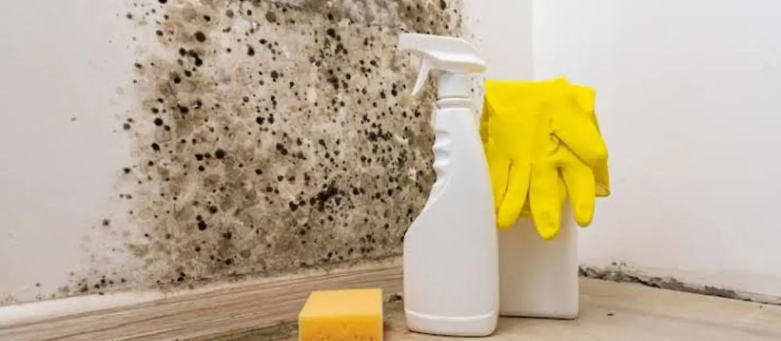 Black mold spots on a wall with a spray bottle, gloves and sponge nearby