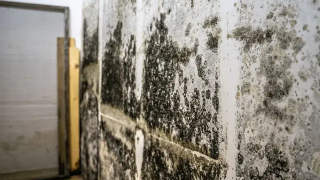 Dark mold growth across a wall beside wood framing