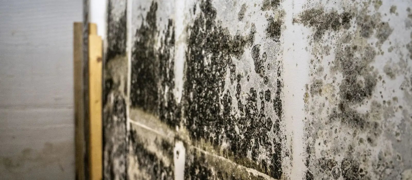 Dark mold growth across a wall beside wood framing