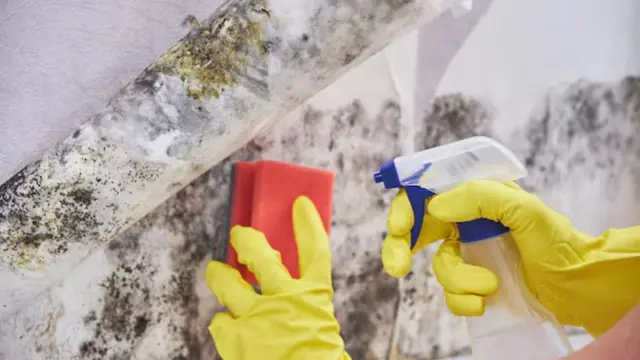 Gloved hands holding a sponge and a spray bottle against a mold-covered wall